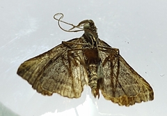 Macrochilo orciferalis