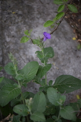 Ruellia occidentalis