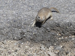 Xerospermophilus tereticaudus
