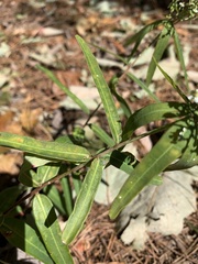 Euphorbia pubentissima