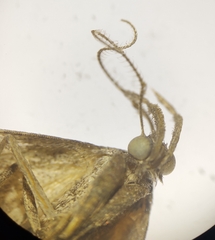 Macrochilo orciferalis