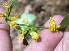 Solidago erecta