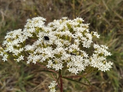 Stevia serrata