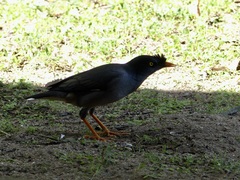 Acridotheres fuscus