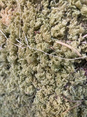 Callicladium imponens