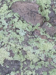 Flavoparmelia baltimorensis