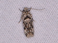Sinoe