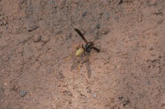Polistes comanchus
