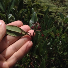 Comarostaphylis discolor
