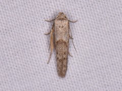 Hypatopa punctiferella