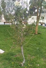Cordia decandra