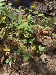 Xanthorhiza simplicissima