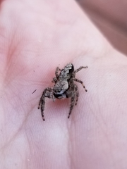 Platycryptus undatus