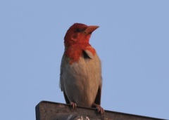 Anaplectes rubriceps