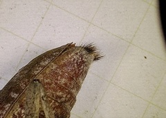 Monochamus carolinensis