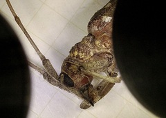 Monochamus carolinensis