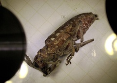 Monochamus carolinensis