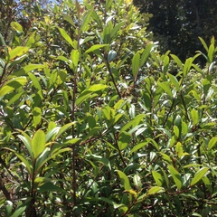 Comarostaphylis discolor