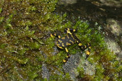 Atelopus varius