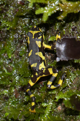 Atelopus varius
