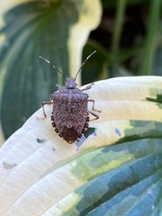 Halyomorpha halys