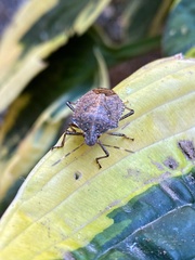 Halyomorpha halys