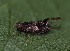 Bactericera maculipennis