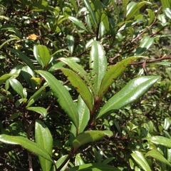 Comarostaphylis discolor