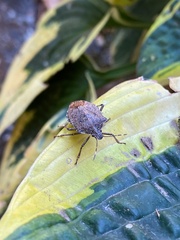Halyomorpha halys