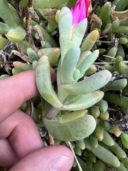 Malephora crocea