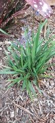 Dianella caerulea