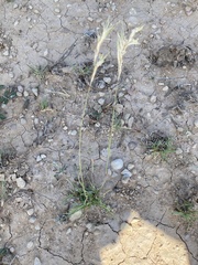 Scleropogon brevifolius