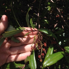 Comarostaphylis discolor