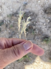 Scleropogon brevifolius