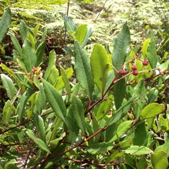 Comarostaphylis discolor