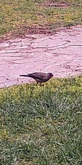 Turdus falcklandii