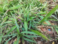 Paspalum orbiculare