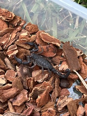 Pseudouroctonus reddelli