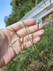 Paspalum orbiculare