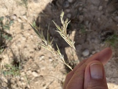 Scleropogon brevifolius