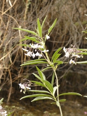 Solanum glaucophyllum