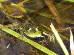Lithobates septentrionalis