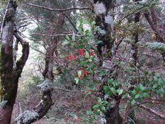 Peraxilla tetrapetala