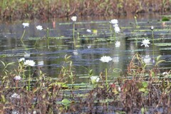 Nymphaea carpentariae