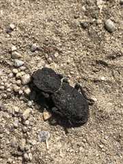 Phloeodes diabolicus