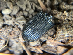 Odontotaenius disjunctus