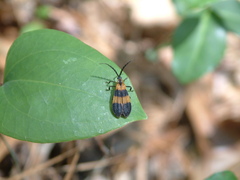 Calopteron discrepans