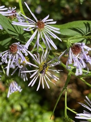 Lasioglossum fuscipenne
