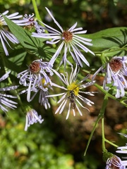 Lasioglossum fuscipenne