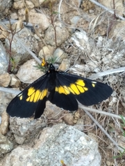 Catasticta teutila